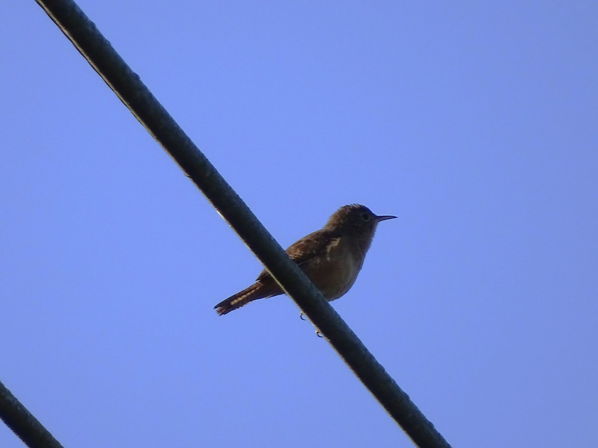 House Wren - ML620543416