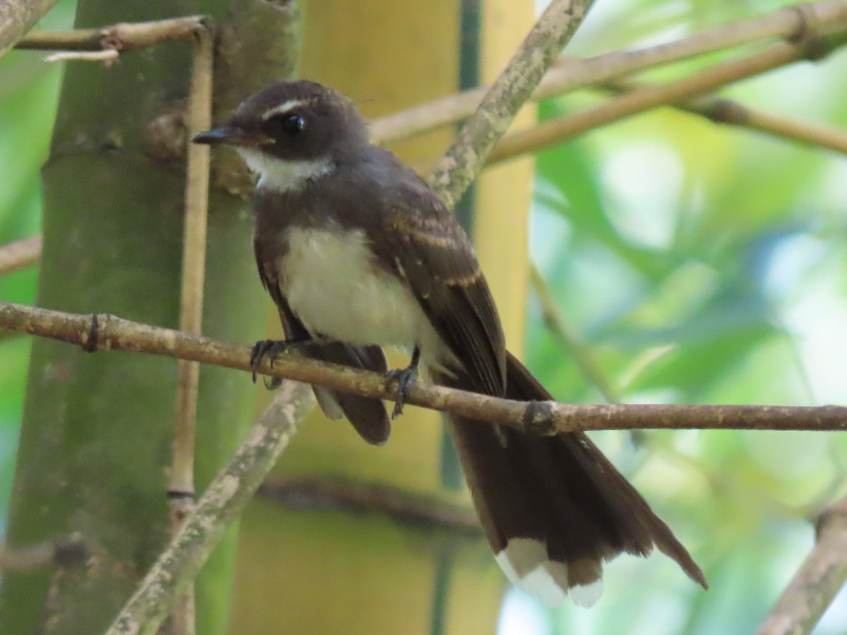 Malaysian Pied-Fantail - Diane Durham