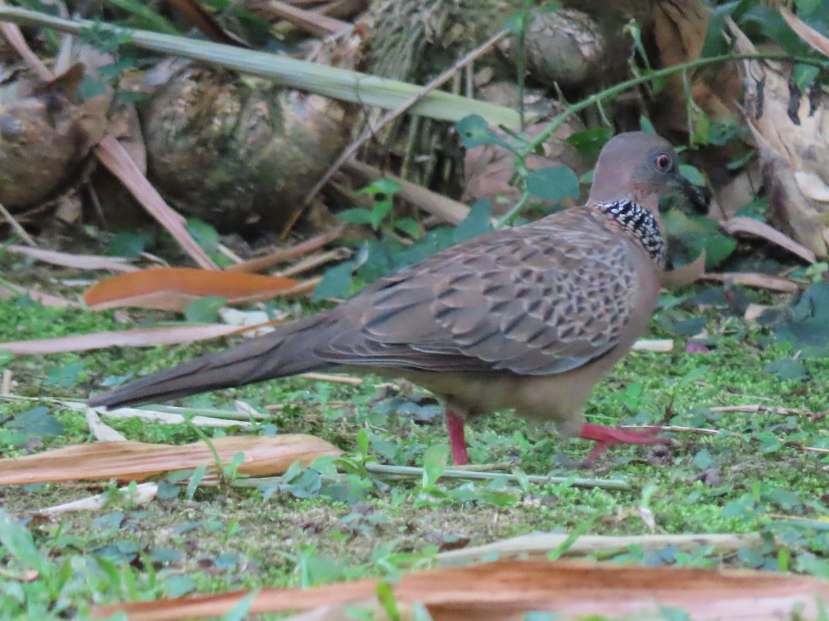 Spotted Dove - ML620543421
