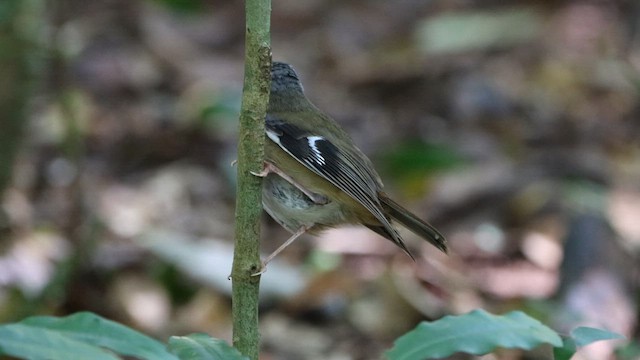 Petroica Cabecigrís - ML620543422