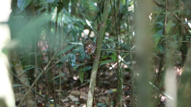 Gray-headed Robin - ML620543423