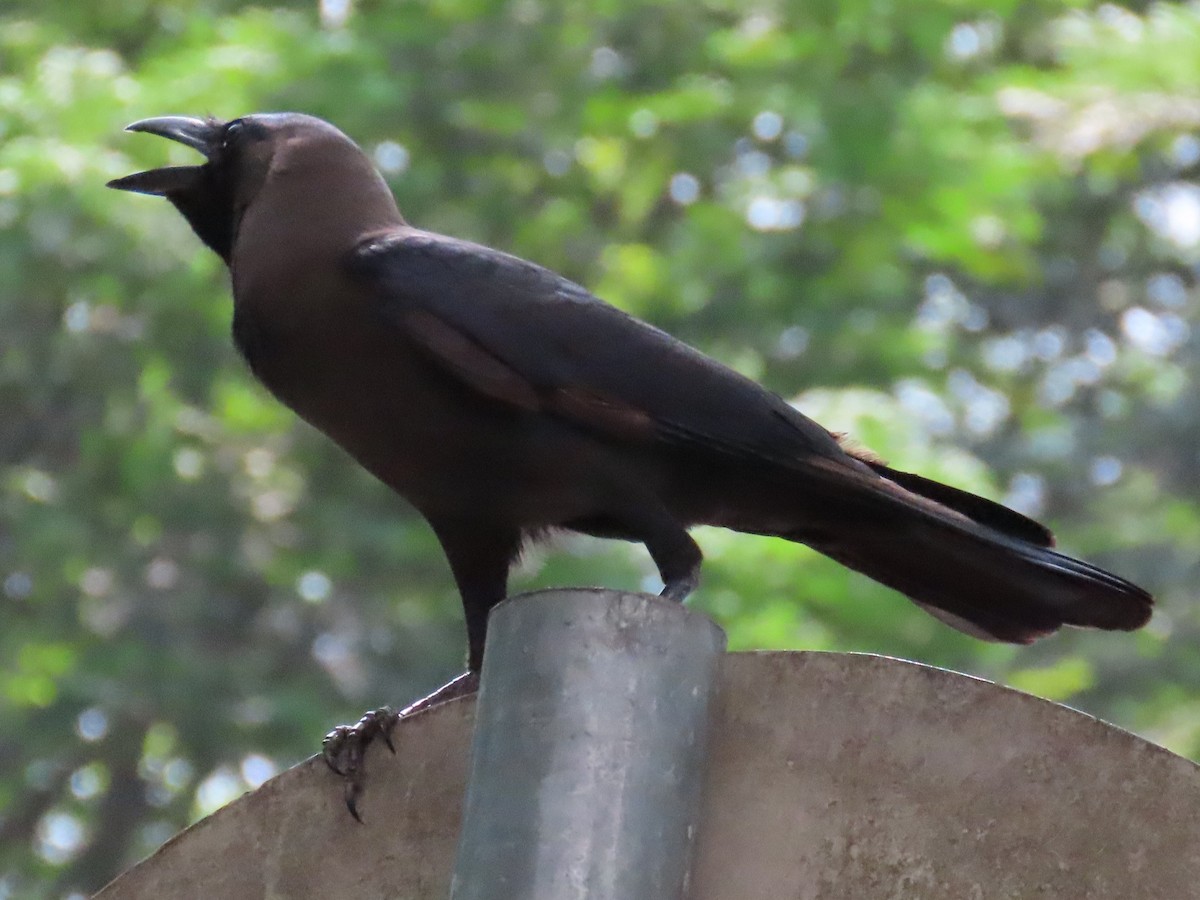 House Crow - ML620543424