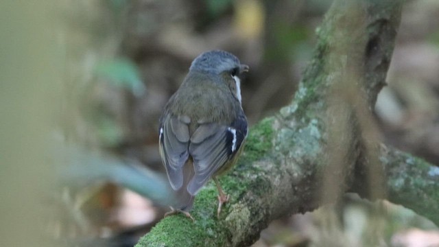 Gray-headed Robin - ML620543426