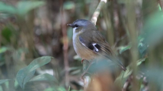 Gray-headed Robin - ML620543427