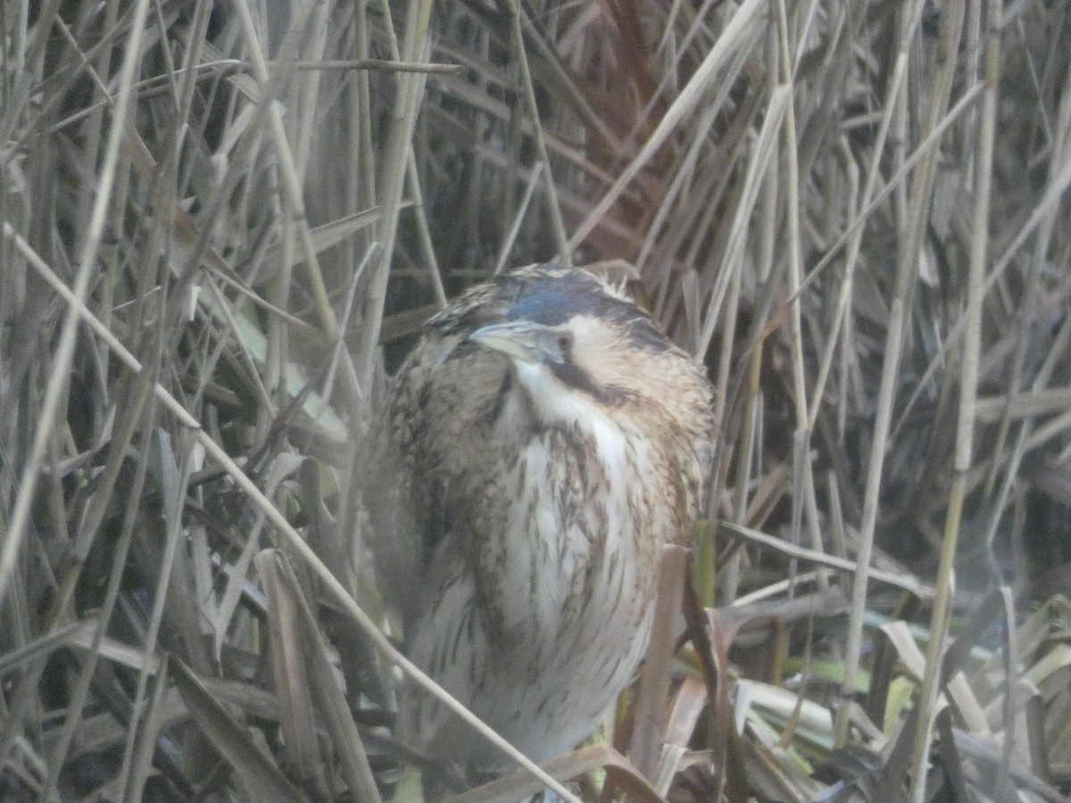 Great Bittern - ML620543428