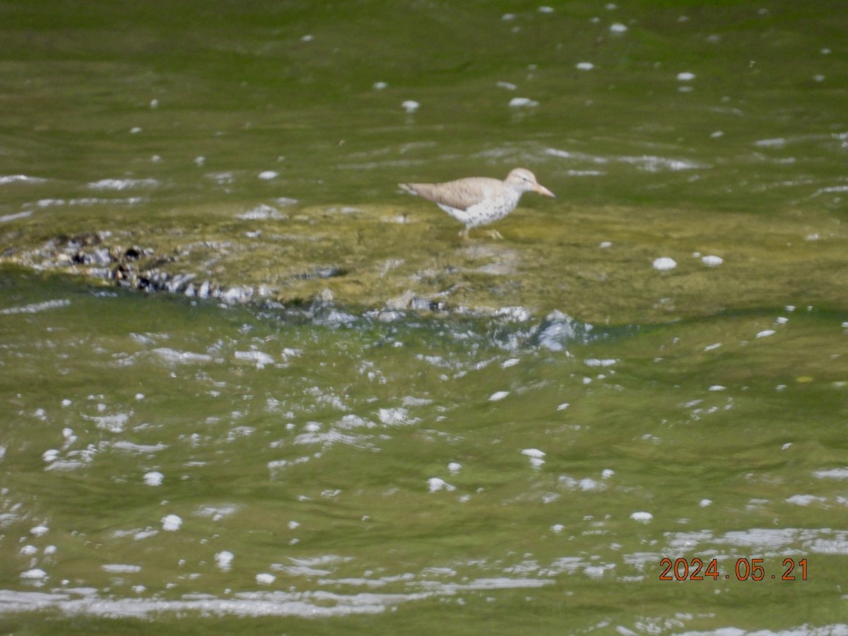 Spotted Sandpiper - Lyne Pelletier