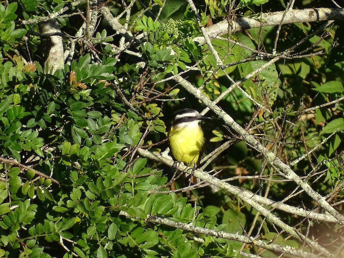 Great Kiskadee - ML620543437