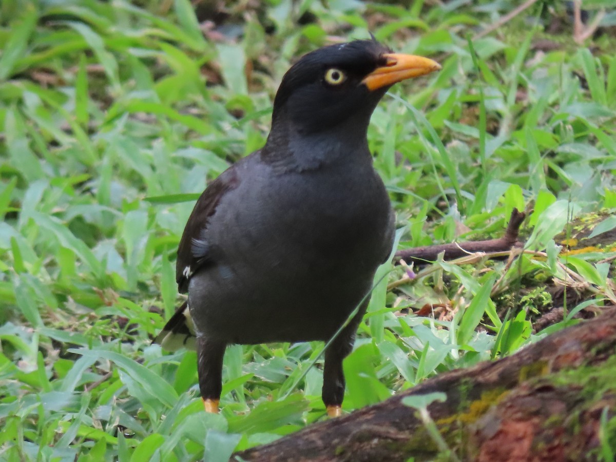 Javan Myna - ML620543441