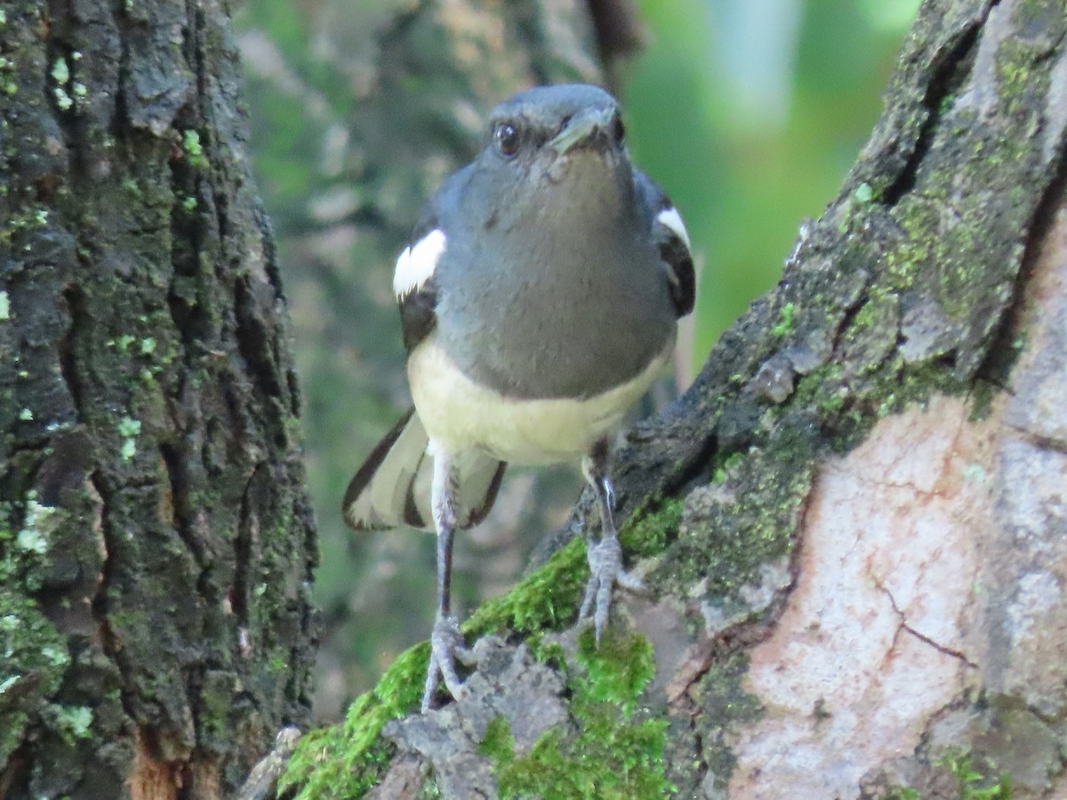 Oriental Magpie-Robin - ML620543445