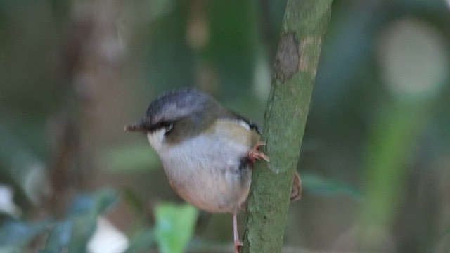 Petroica Cabecigrís - ML620543446