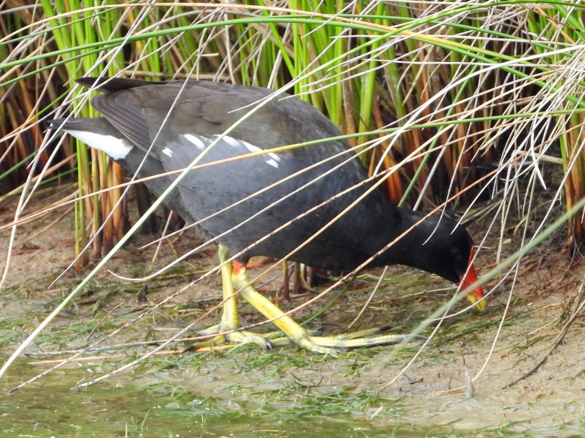 Eurasian Moorhen - ML620543447