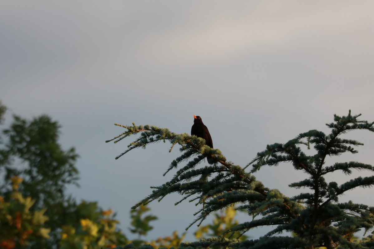 Eurasian Blackbird - ML620543450