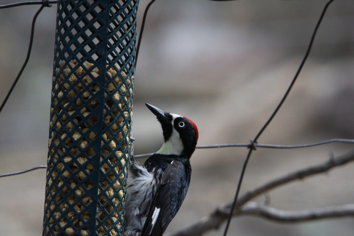 Acorn Woodpecker - ML620543453