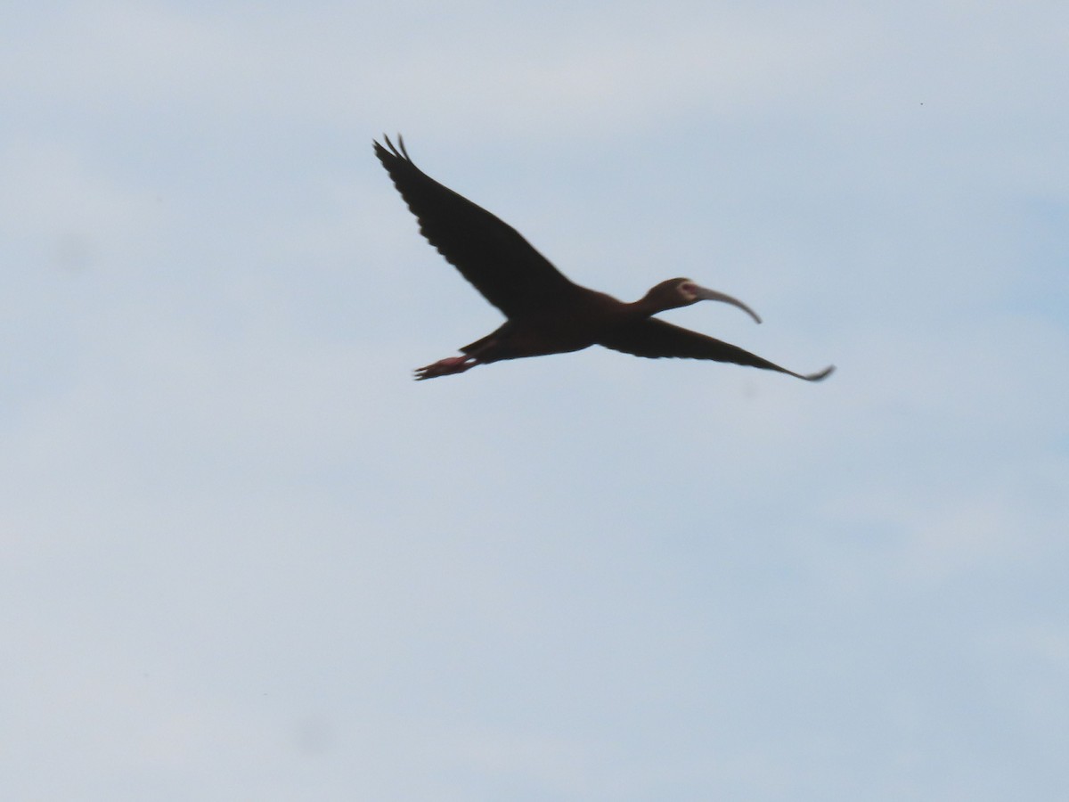 White-faced Ibis - ML620543458