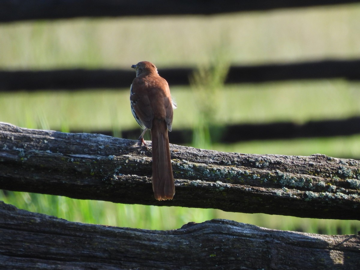 Brown Thrasher - ML620543467