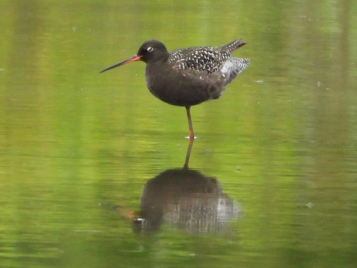 Spotted Redshank - ML620543489