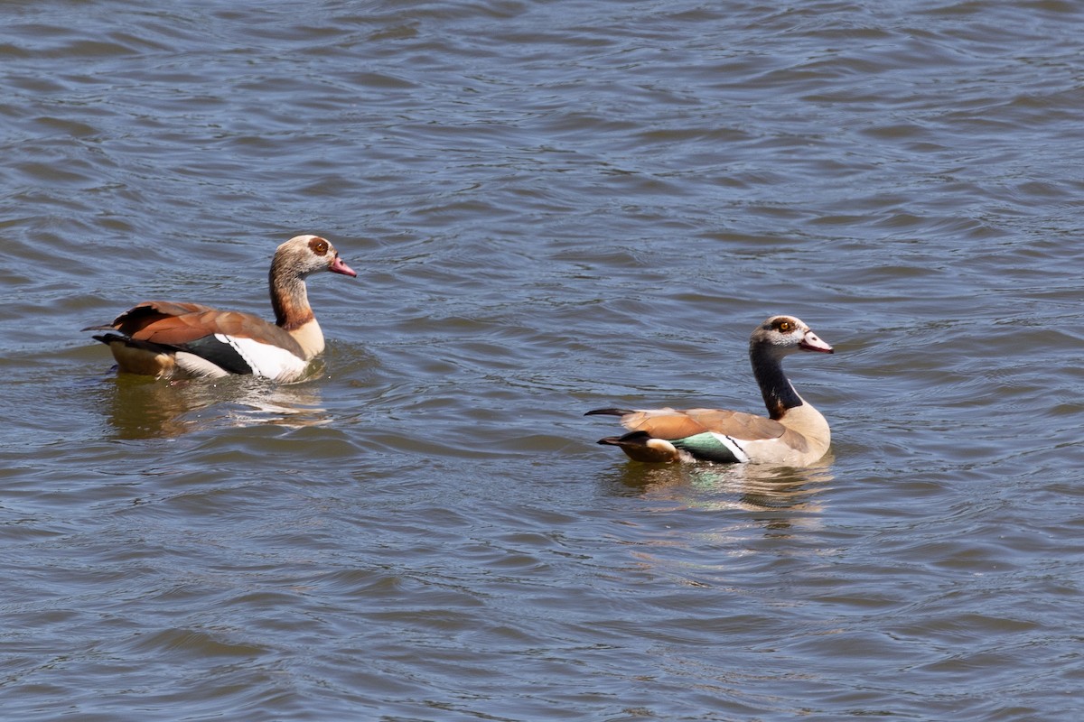 Egyptian Goose - ML620543492