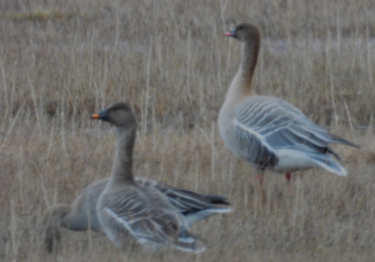 Tundra Bean-Goose - ML620543495