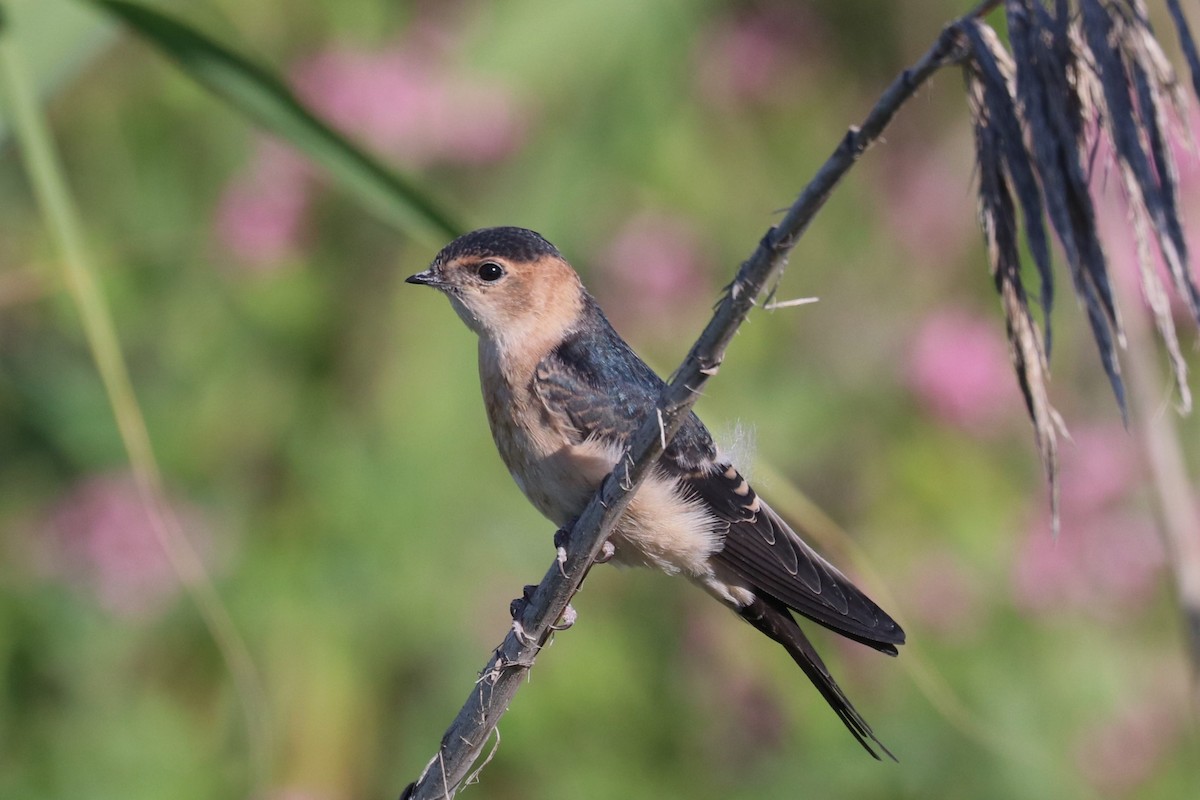 Red-rumped Swallow - ML620543496