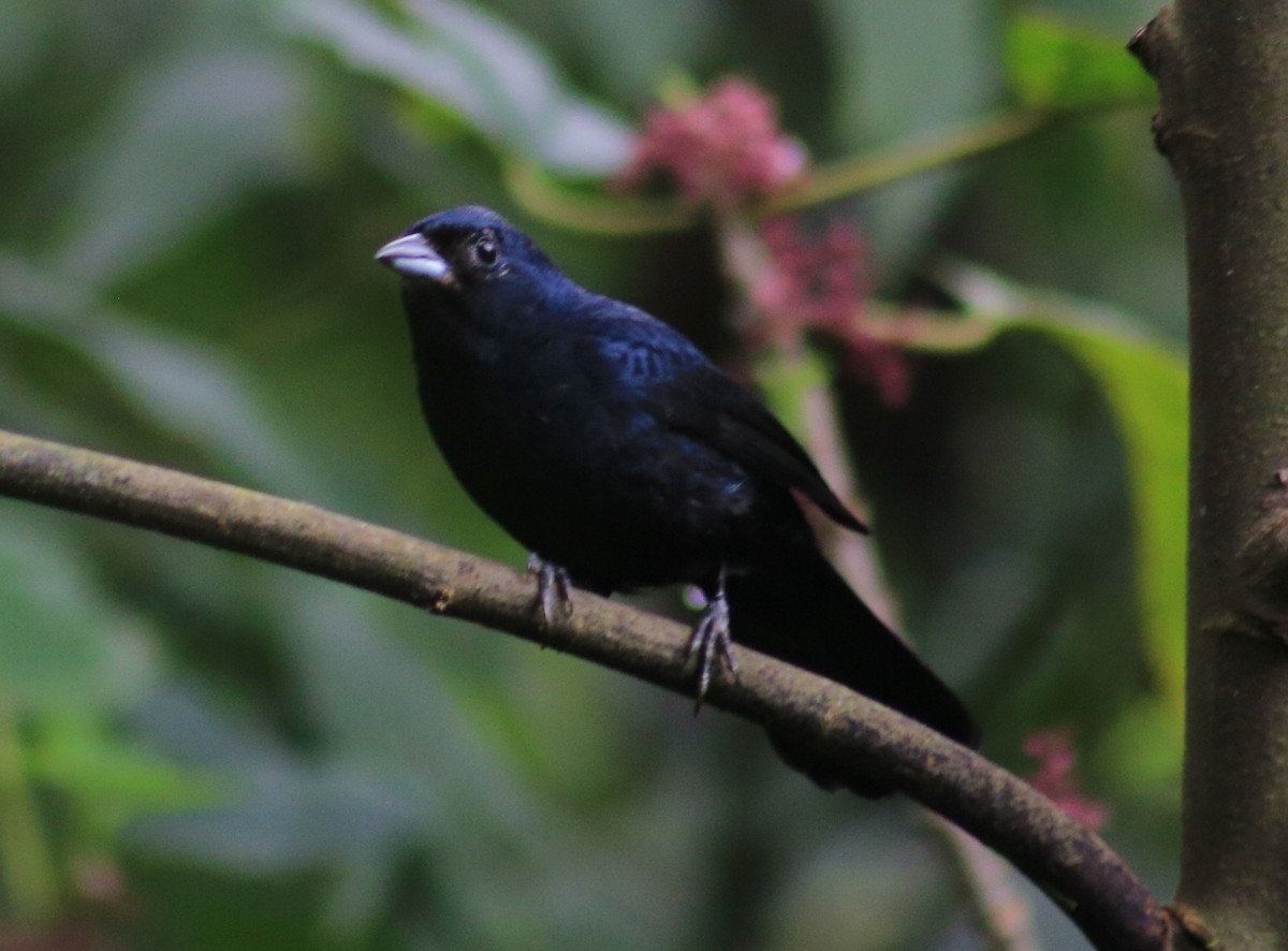 Ruby-crowned Tanager - ML620543497