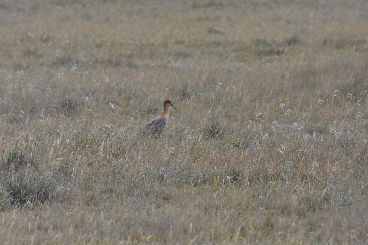 Andean Ibis - ML620543502