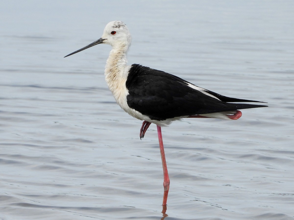 Black-winged Stilt - ML620543504