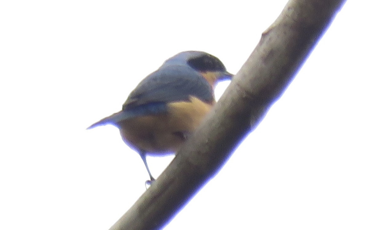 Fawn-breasted Tanager - ML620543505