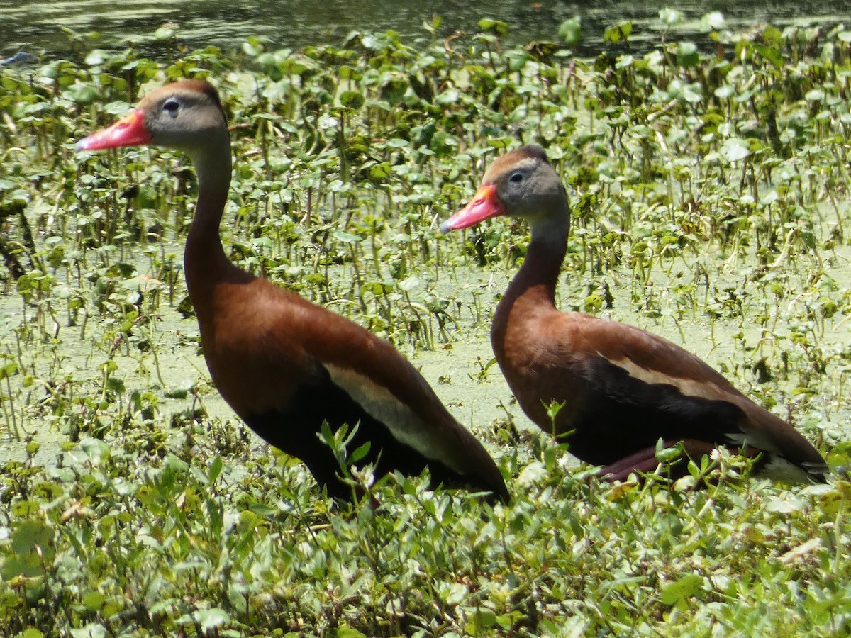 Dendrocygne à ventre noir - ML620543515