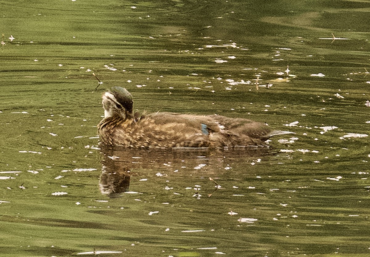 Wood Duck - ML620543516