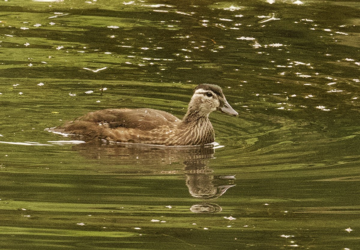 Wood Duck - ML620543517