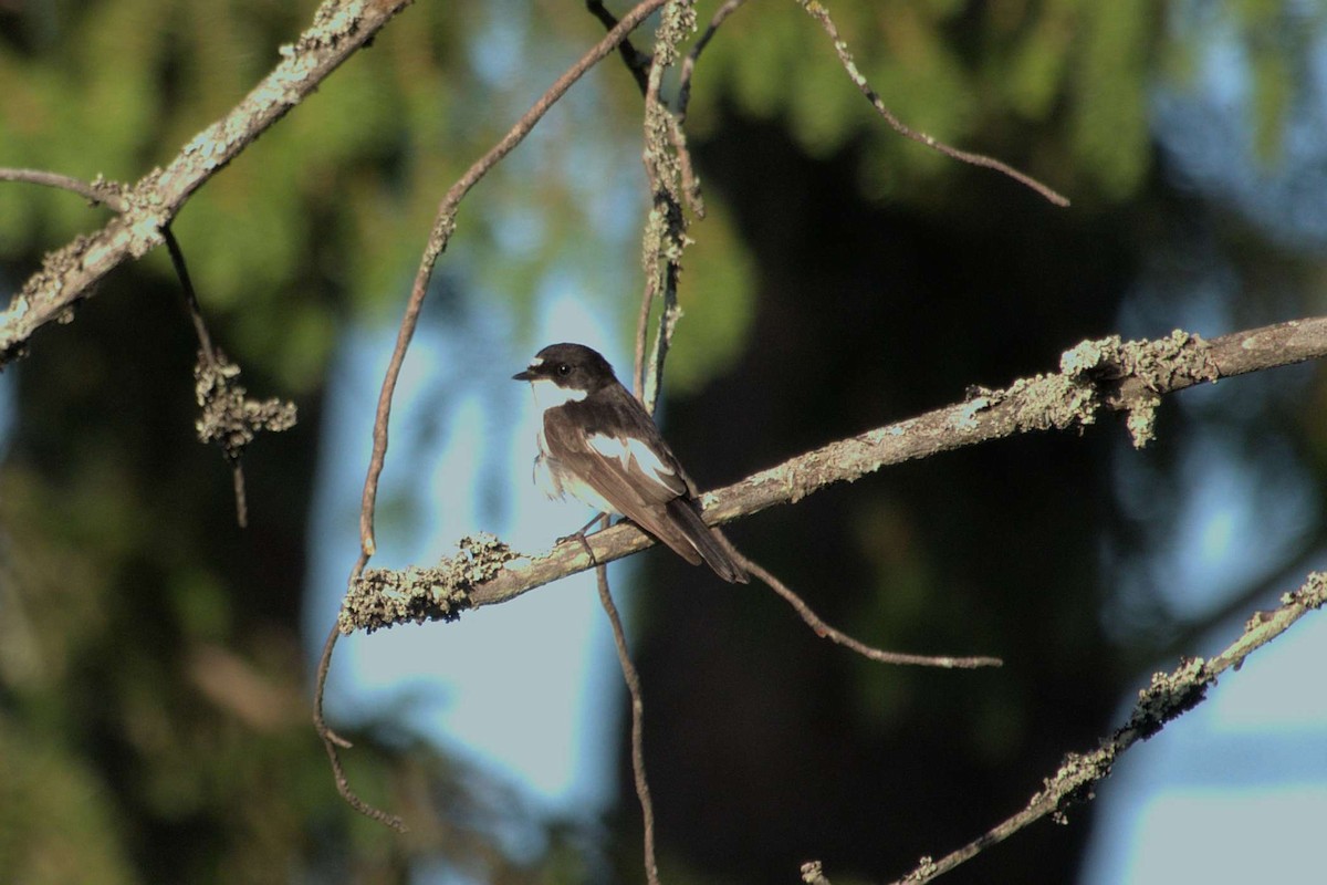 European Pied Flycatcher - ML620543550