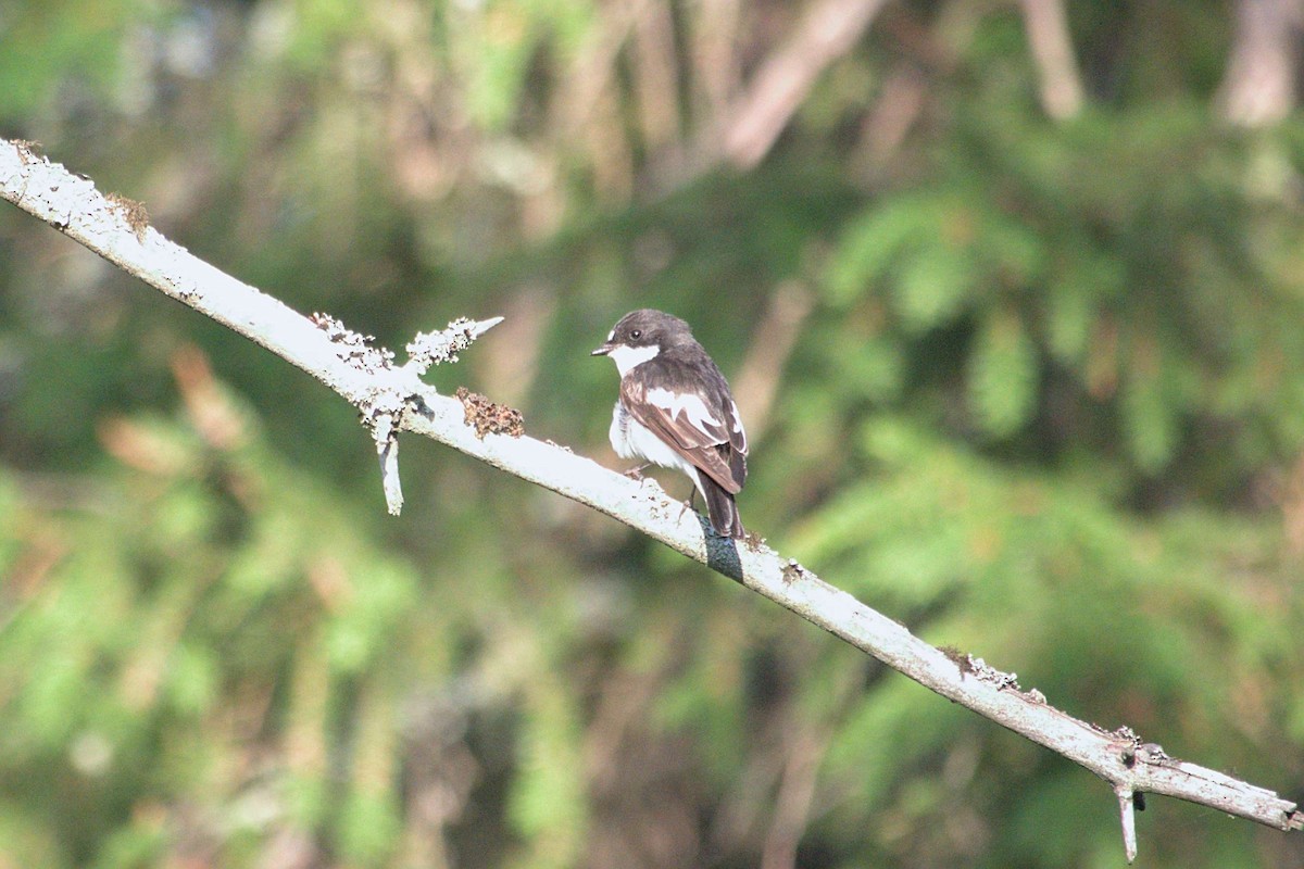 European Pied Flycatcher - ML620543552