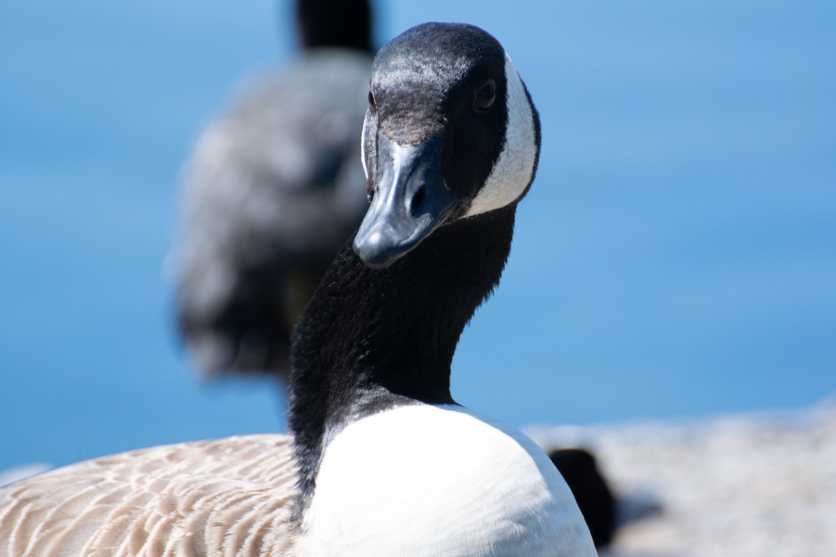 Canada Goose - ML620543557