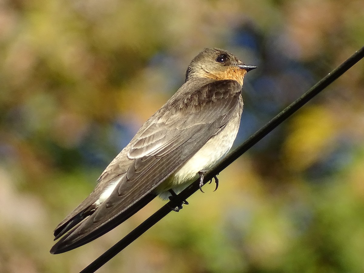 Southern Rough-winged Swallow - ML620543560