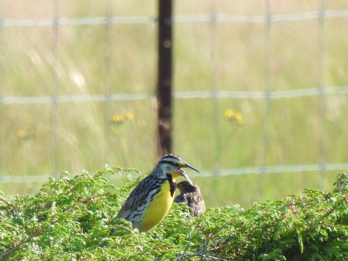 Eastern Meadowlark - ML620543563