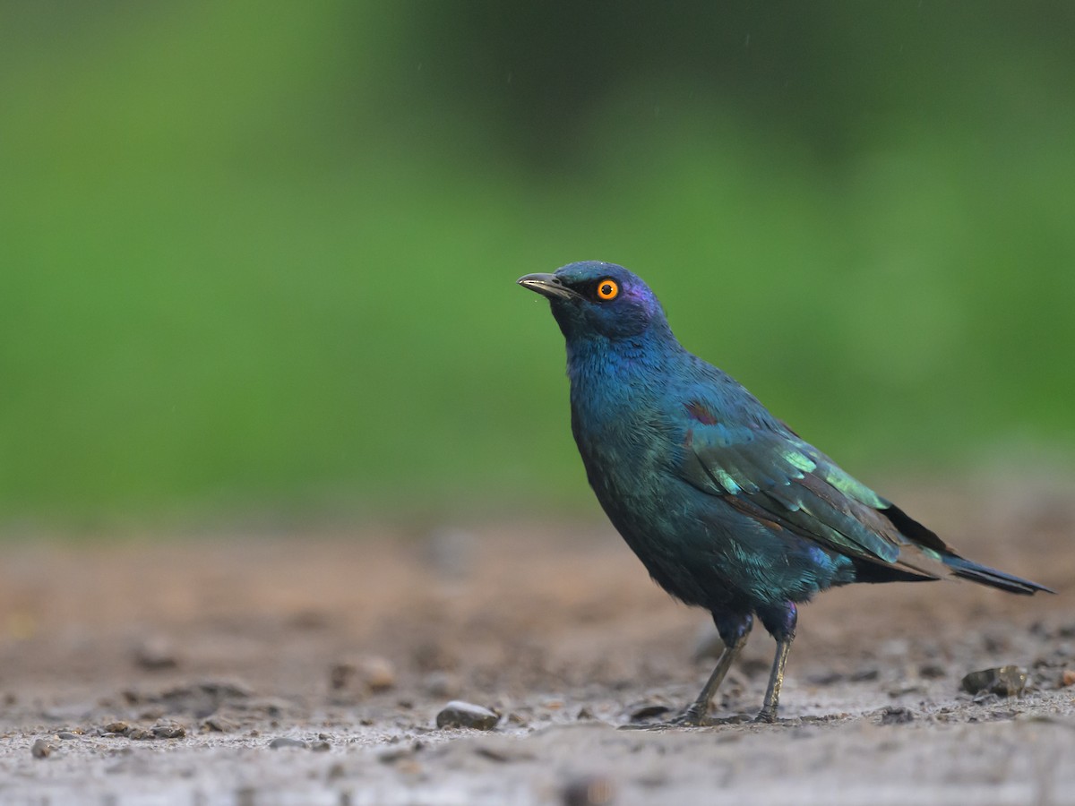 Cape Starling - ML620543566