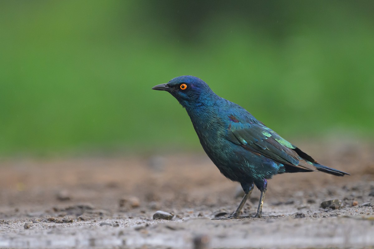 Cape Starling - ML620543568