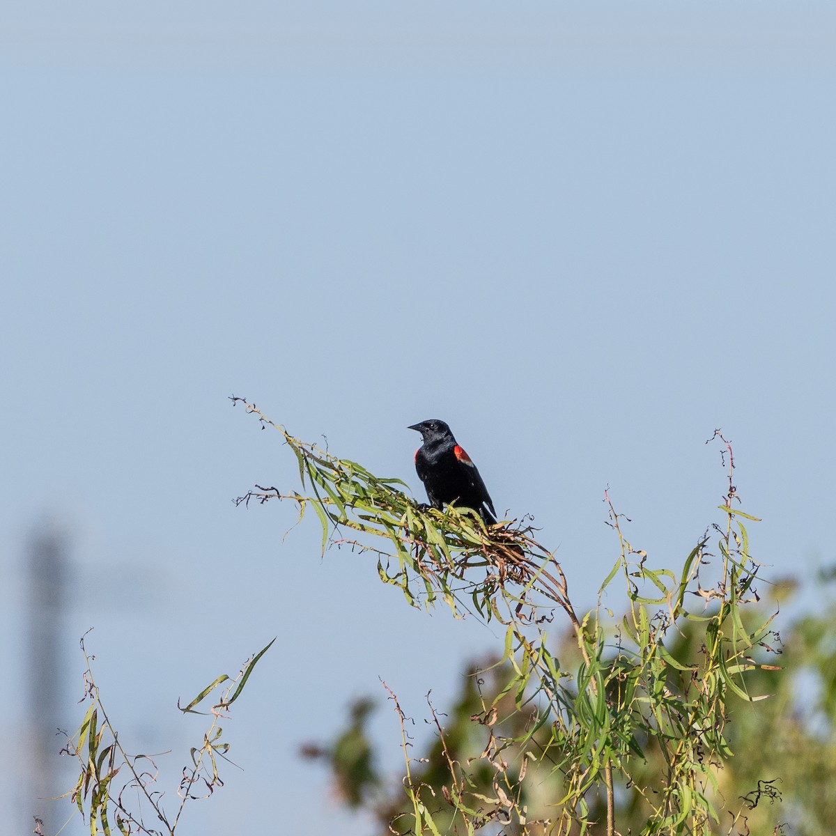 Red-winged Blackbird - ML620543571