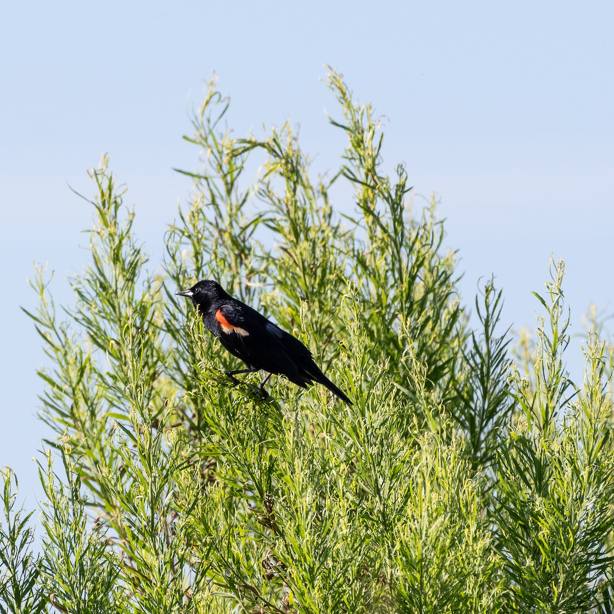 Red-winged Blackbird - ML620543572