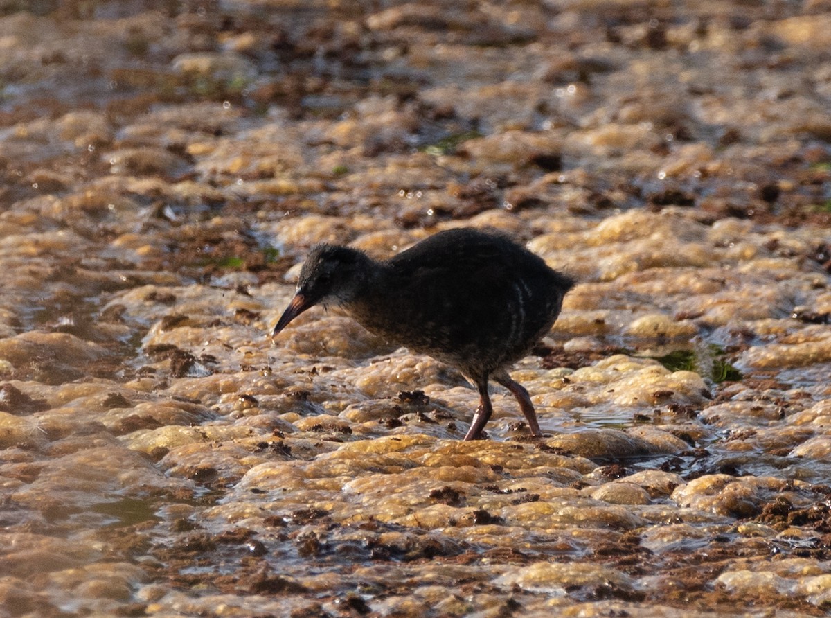 Virginia Rail - ML620543574