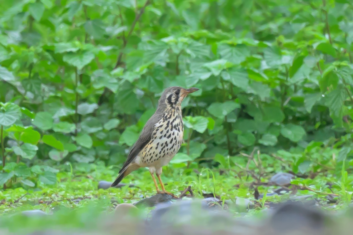 Groundscraper Thrush - ML620543577