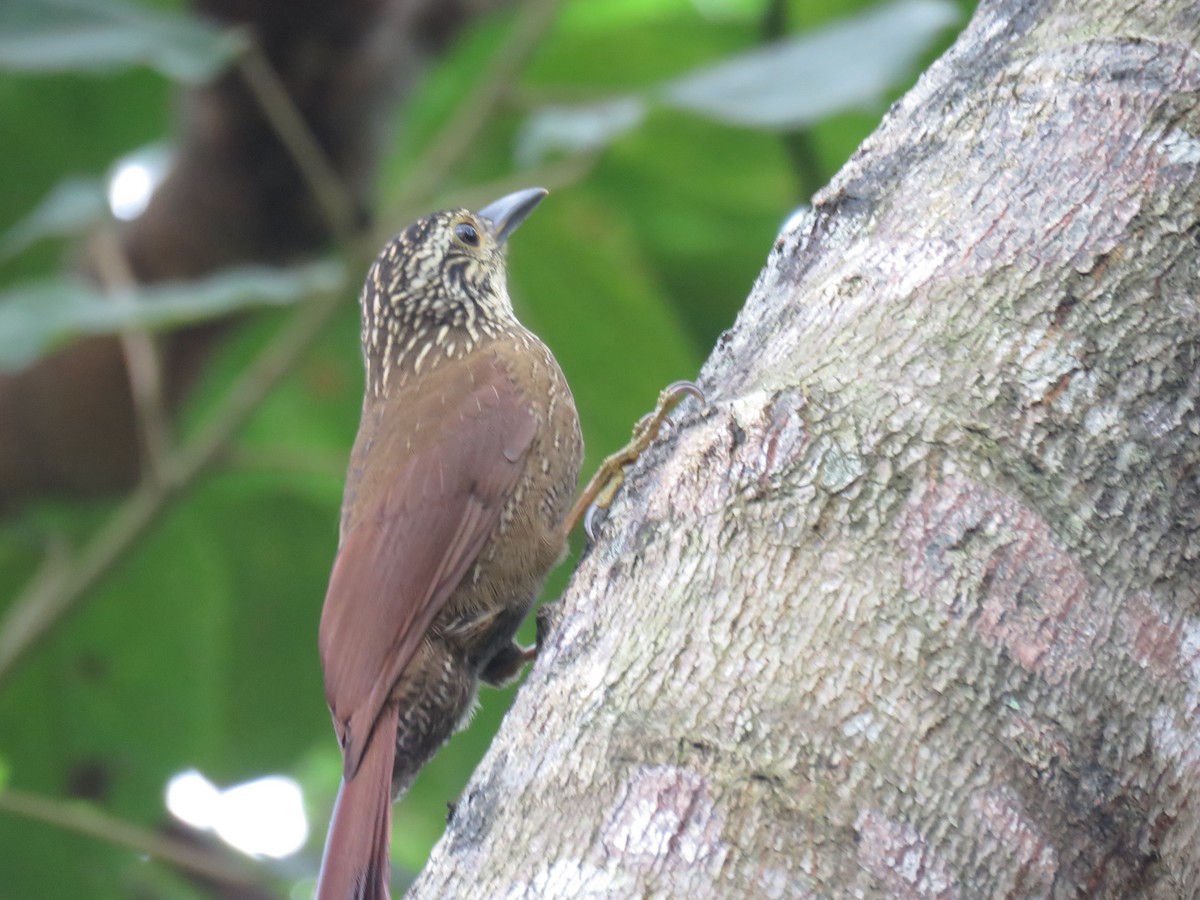 Planalto Woodcreeper - ML620543579