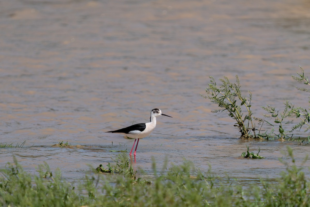 Black-winged Stilt - ML620543580