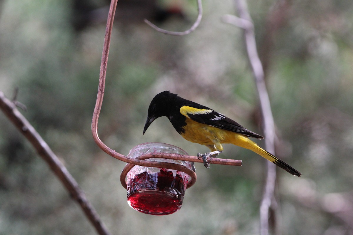 Scott's Oriole - Benjamin Filreis