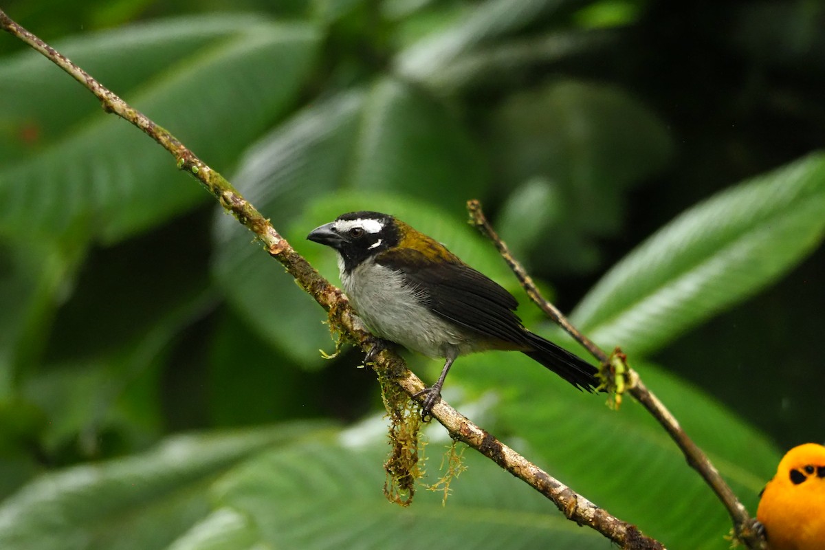 Saltator à ailes noires - ML620543591