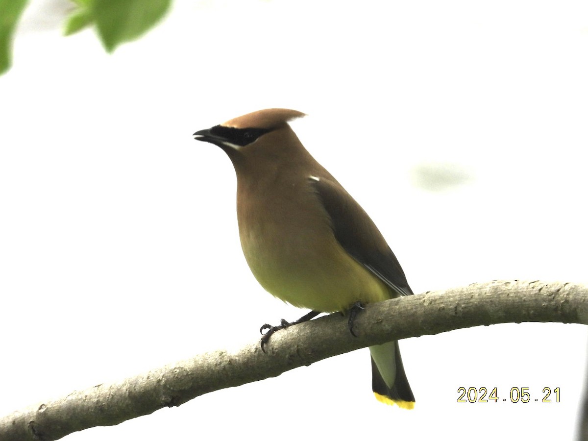 Cedar Waxwing - ML620543595