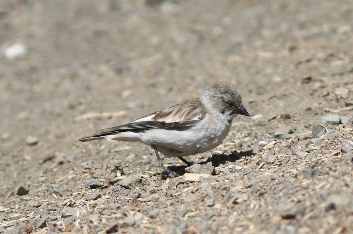 White-winged Snowfinch - ML620543596