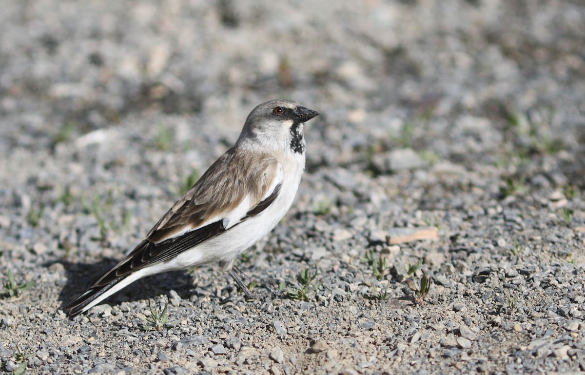 White-winged Snowfinch - ML620543597