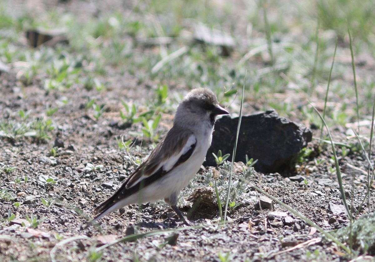 White-winged Snowfinch - ML620543598