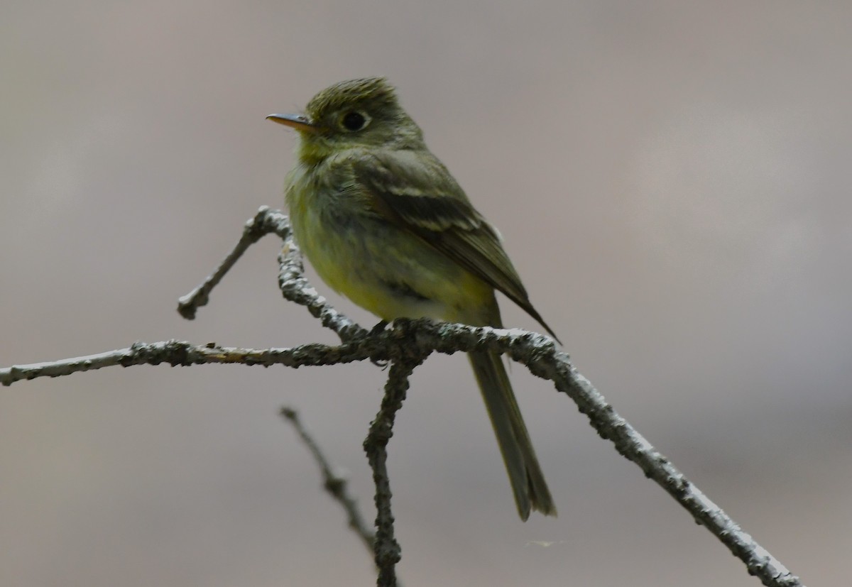 Western Flycatcher - ML620543609